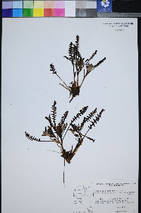 Pedicularis semibarbata var. charlestonensis image