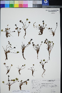 Synthyris ranunculina image