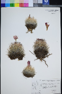 Coryphantha vivipara var. vivipara image