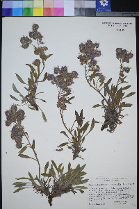 Phacelia hastata var. leucophylla image