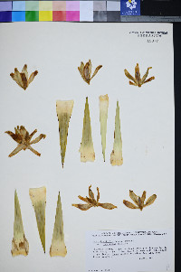 Yucca jaegeriana image