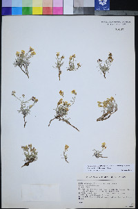 Physaria hitchcockii image