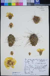 Opuntia polyacantha var. erinacea image