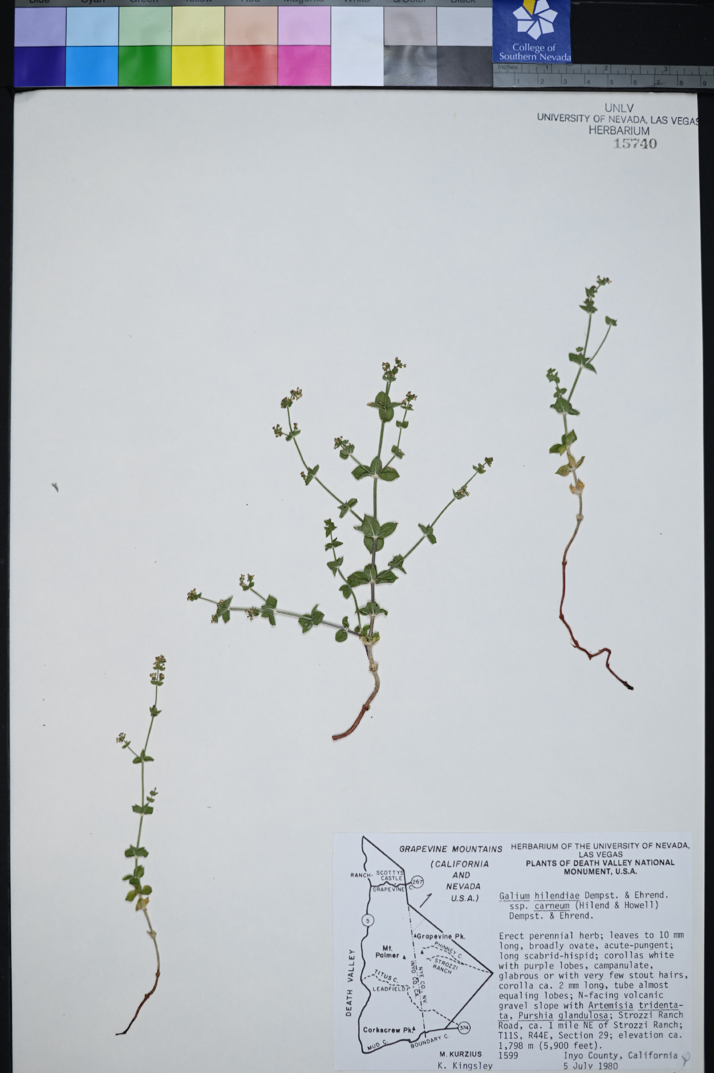 Galium hilendiae image