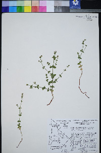 Galium hilendiae subsp. carneum image