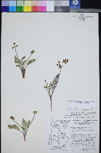 Lomatium foeniculaceum subsp. macdougalii image
