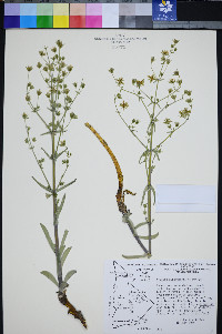Frasera puberulenta image