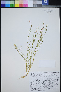 Zeltnera namophila image
