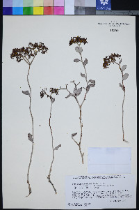 Eriogonum corymbosum var. glutinosum image