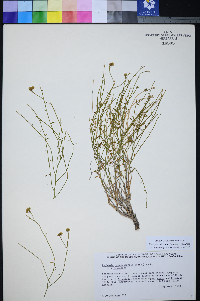 Perityle intricata image