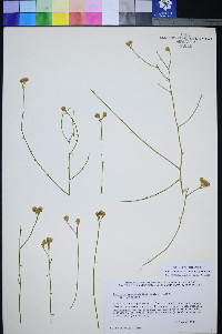 Perityle intricata image