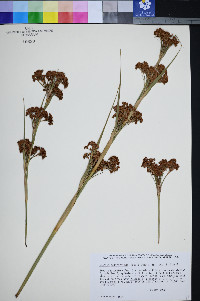 Cladium californicum image