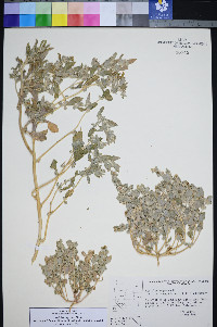 Atriplex argentea var. longitrichoma image