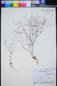 Eriogonum esmeraldense var. esmeraldense image