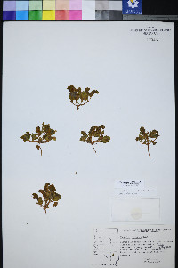 Phacelia filiae image