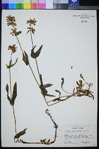 Penstemon procerus var. procerus image