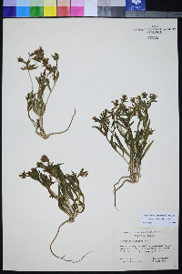 Mentzelia mollis image