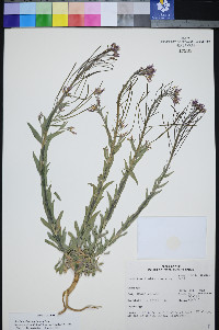 Boechera shockleyi image