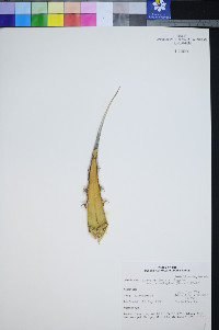 Agave utahensis var. eborispina image