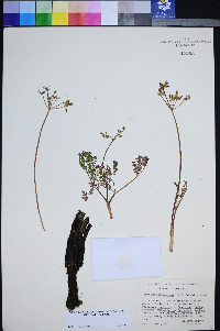 Lomatium serpentinum image