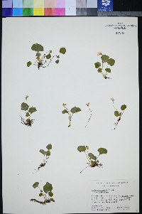 Viola macloskeyi var. macloskeyi image
