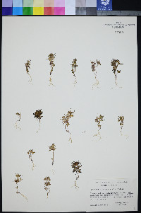 Gymnosteris parvula image