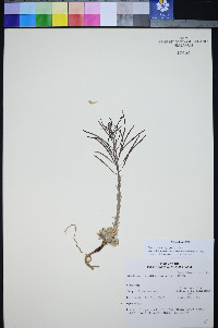 Boechera shockleyi image