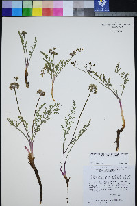 Lomatium foeniculaceum subsp. macdougalii image