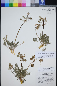 Lomatium foeniculaceum subsp. macdougalii image