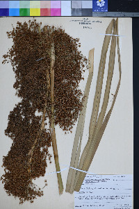 Cladium californicum image