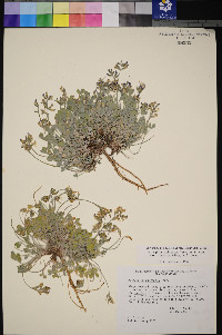 Astragalus calycosus image