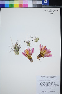 Sclerocactus polyancistrus image
