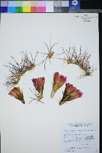 Sclerocactus polyancistrus image