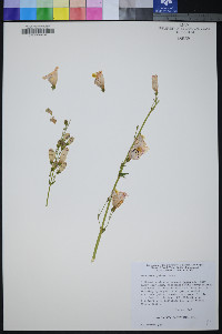 Penstemon palmeri image