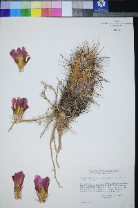 Sclerocactus polyancistrus image