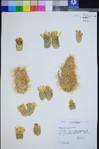 Cylindropuntia bigelovii var. bigelovii image
