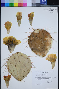 Opuntia phaeacantha var. major image