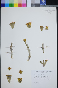Cylindropuntia ramosissima image