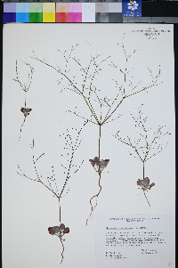 Eriogonum viscidulum image
