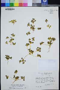 Gilmania luteola image