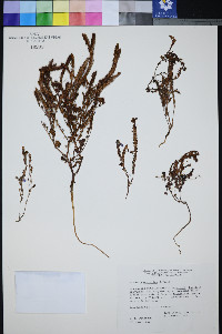 Phacelia mustelina image