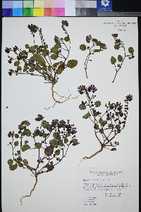 Phacelia mustelina image