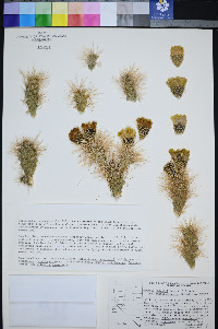 Cylindropuntia multigeniculata image