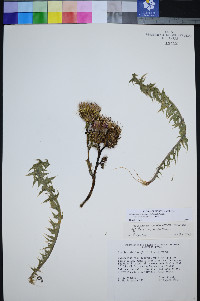 Cirsium arizonicum image