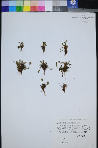 Ivesia cryptocaulis image