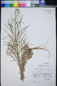 Boechera shockleyi image