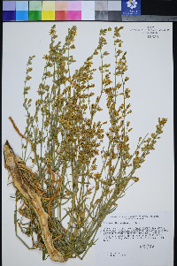 Frasera albomarginata image