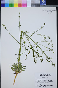 Frasera albomarginata image