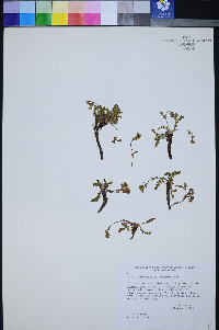 Ivesia cryptocaulis image