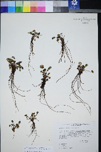 Synthyris ranunculina image